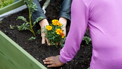 Två par händer planterar tagetes i pallkrage