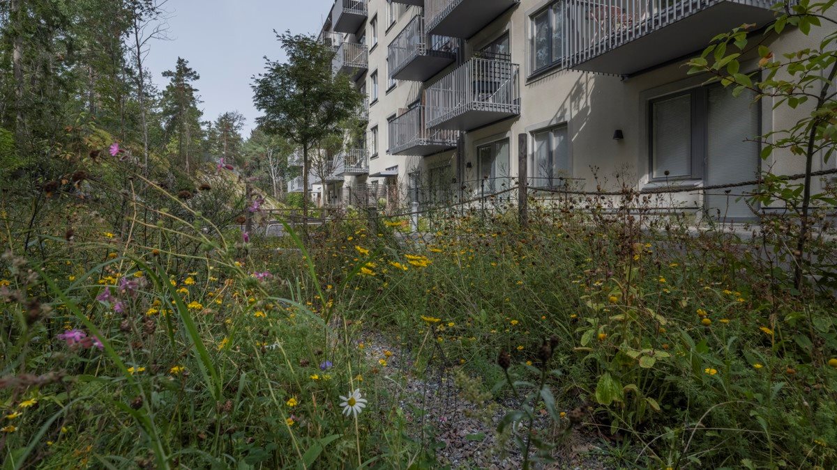 Ägnsblommor intill lägenhetshus